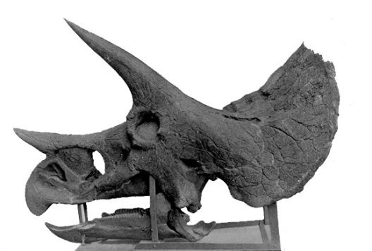 dinosaur-facts-triceratopskull