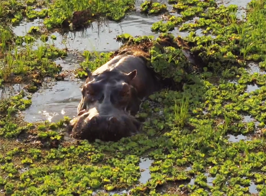 Hippo in Africa eating water plants