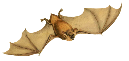 Mystacina tuberculata bat