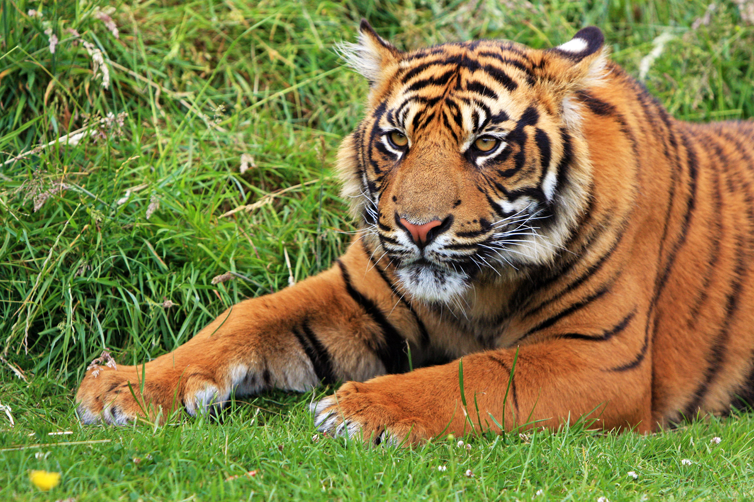 tiger photo