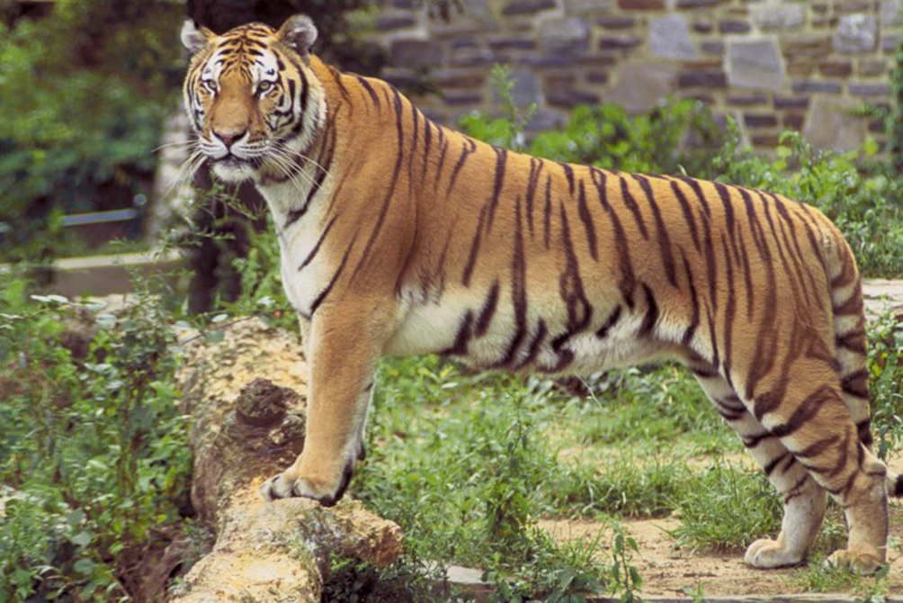 tiger panthera tigris