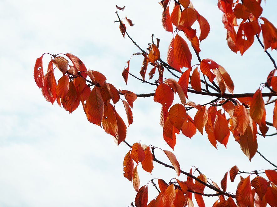 fall scenery with branch with red leaves