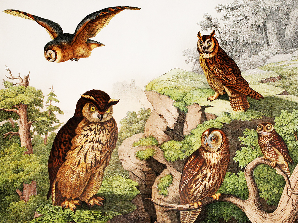 picture of owls different kinds