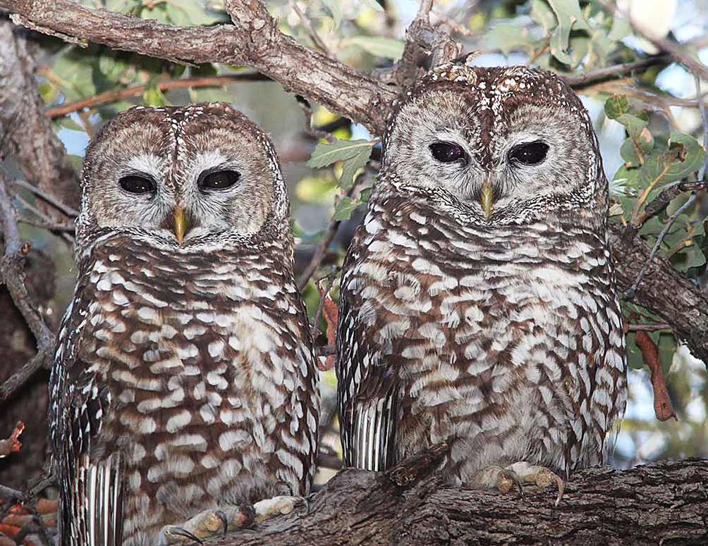 two spotted owls on branch