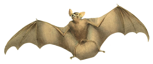 image of flying bat