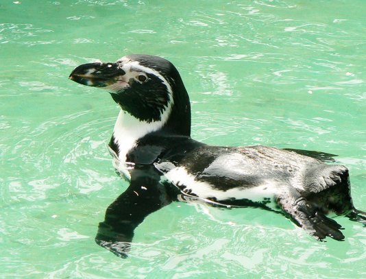 swimming humboldt penguin photo