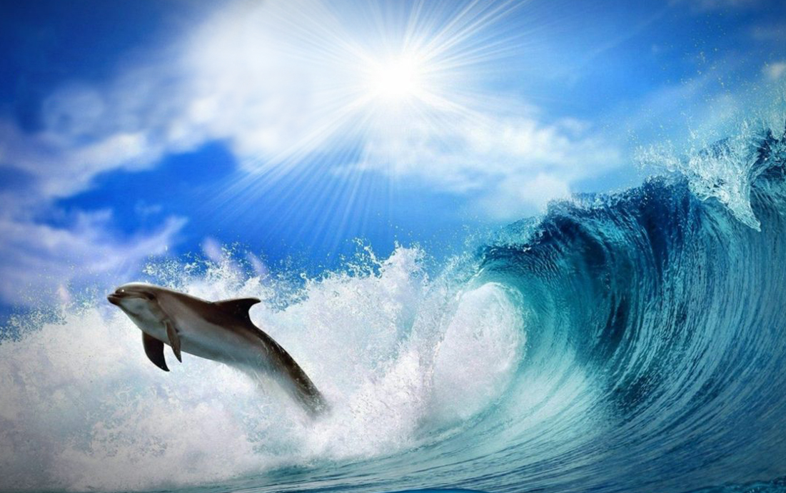 dolhpin pictures of dolphin jumping in a wave