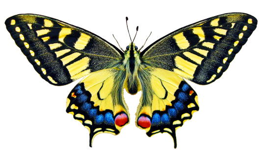 swallowtale butterfly clipart