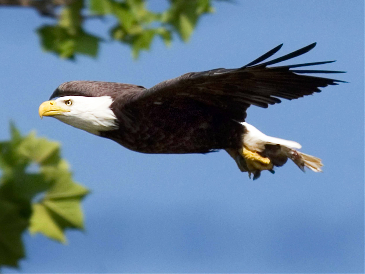 flying bald eagle