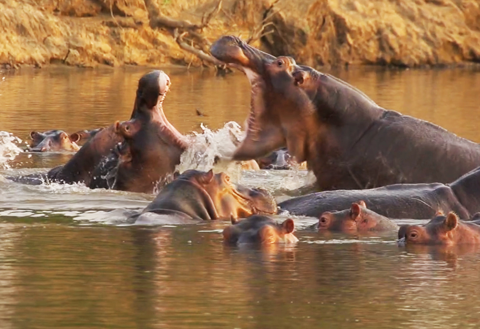 Fighting hippos
