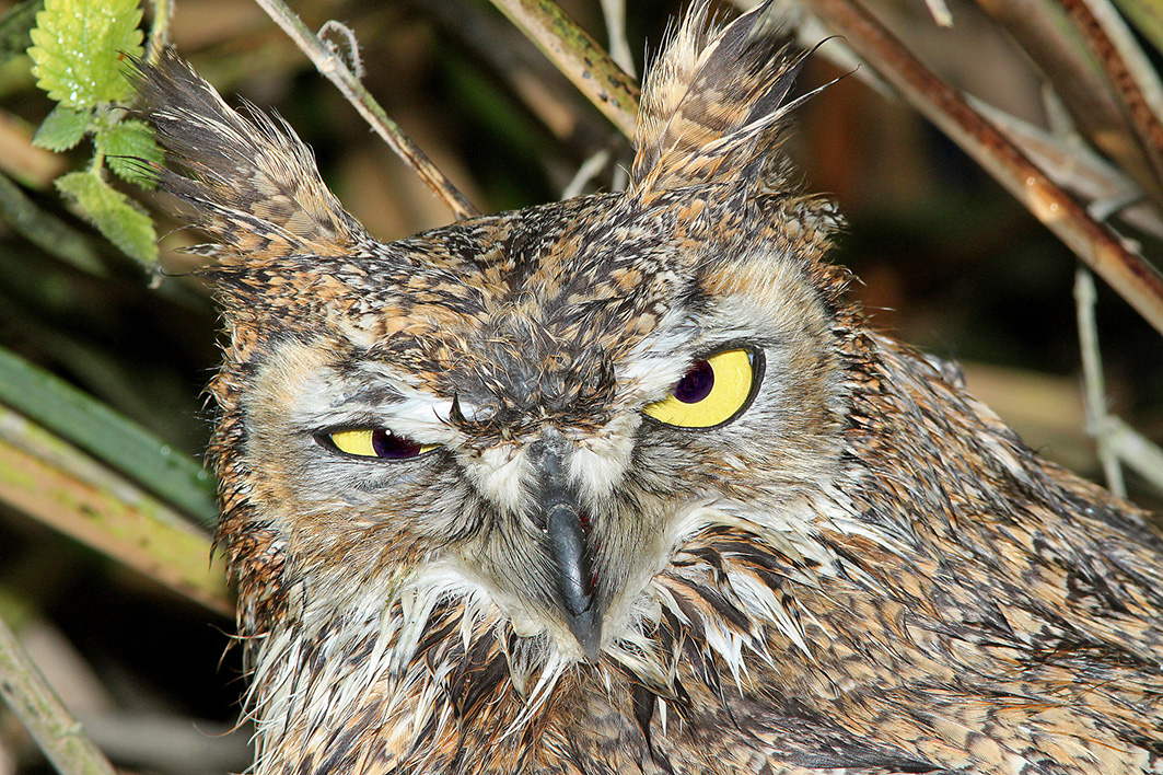 grumpy great horned owl picture