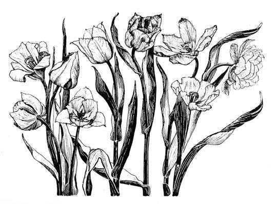 flower sketches of tulips