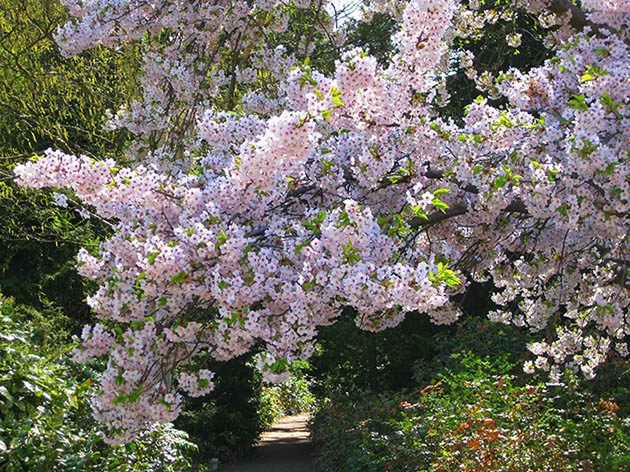 pictures of flowers soft pink on branches