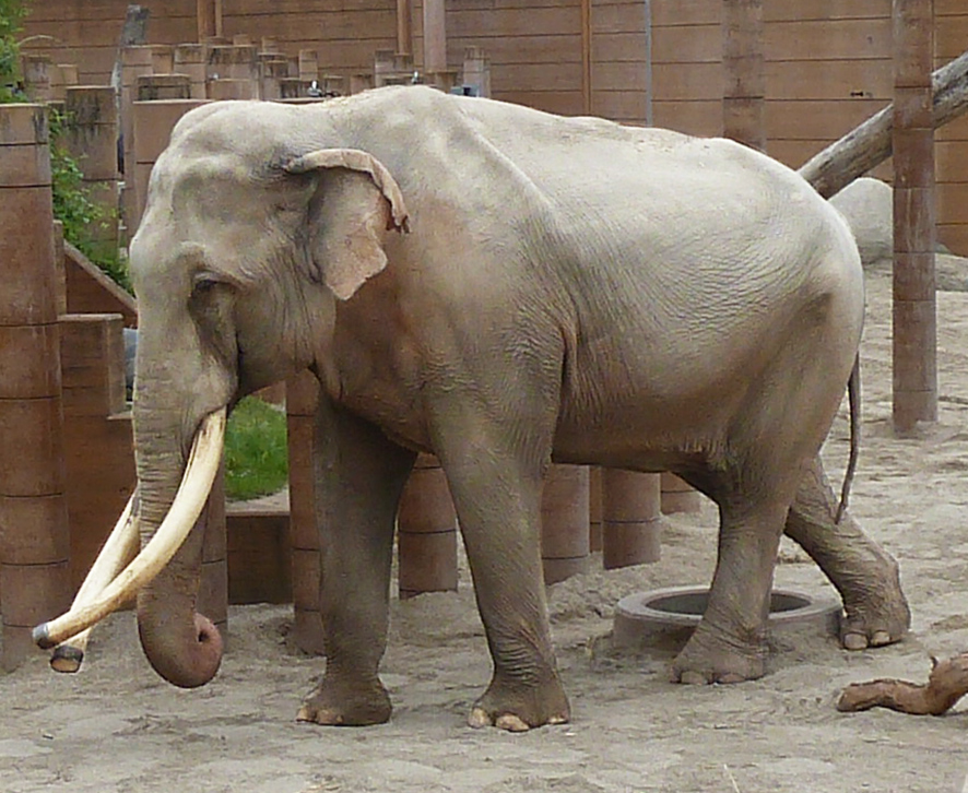 male Asian elephant in Zoo