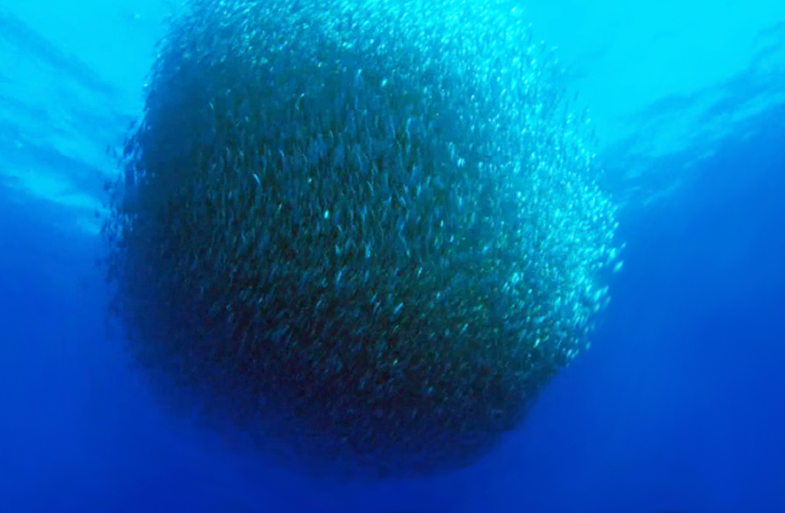 shoal of fish driven together by dolphings