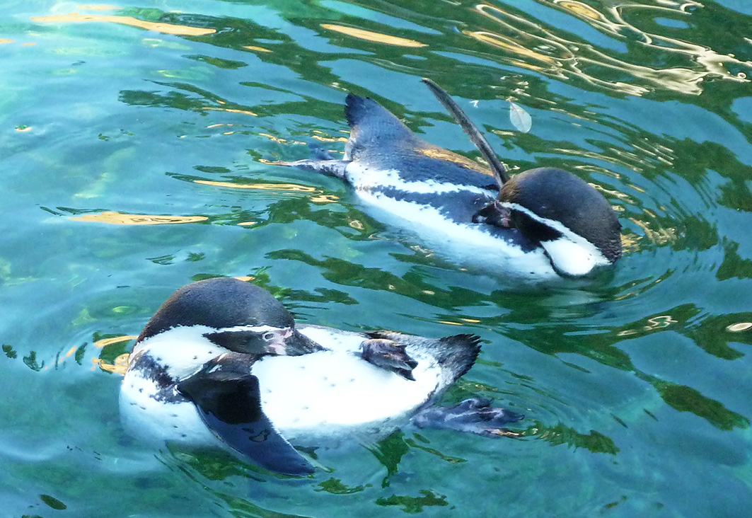 humboldt penguins grooming themselves