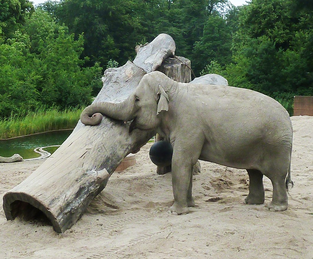 Indian elephant resting her trunk