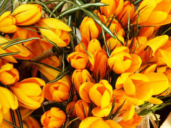 spring pictures crocus yellow