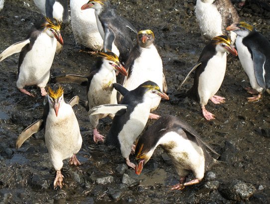 Royal penguins