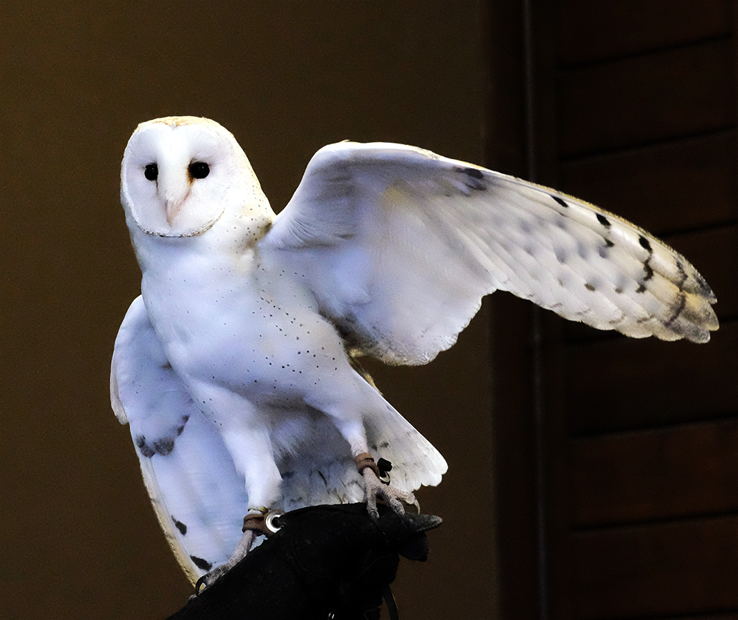 domesticated barn owl