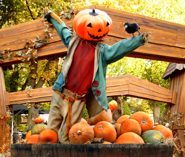 Pumpkin man with bird selling pumpkins for Halloween