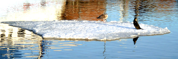 winter snow scenes birds on floe