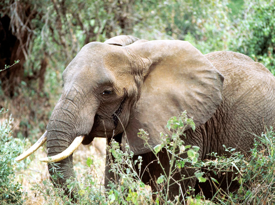 African male elephant in forest
