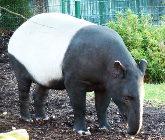 Tapir facts and pictures female tapir