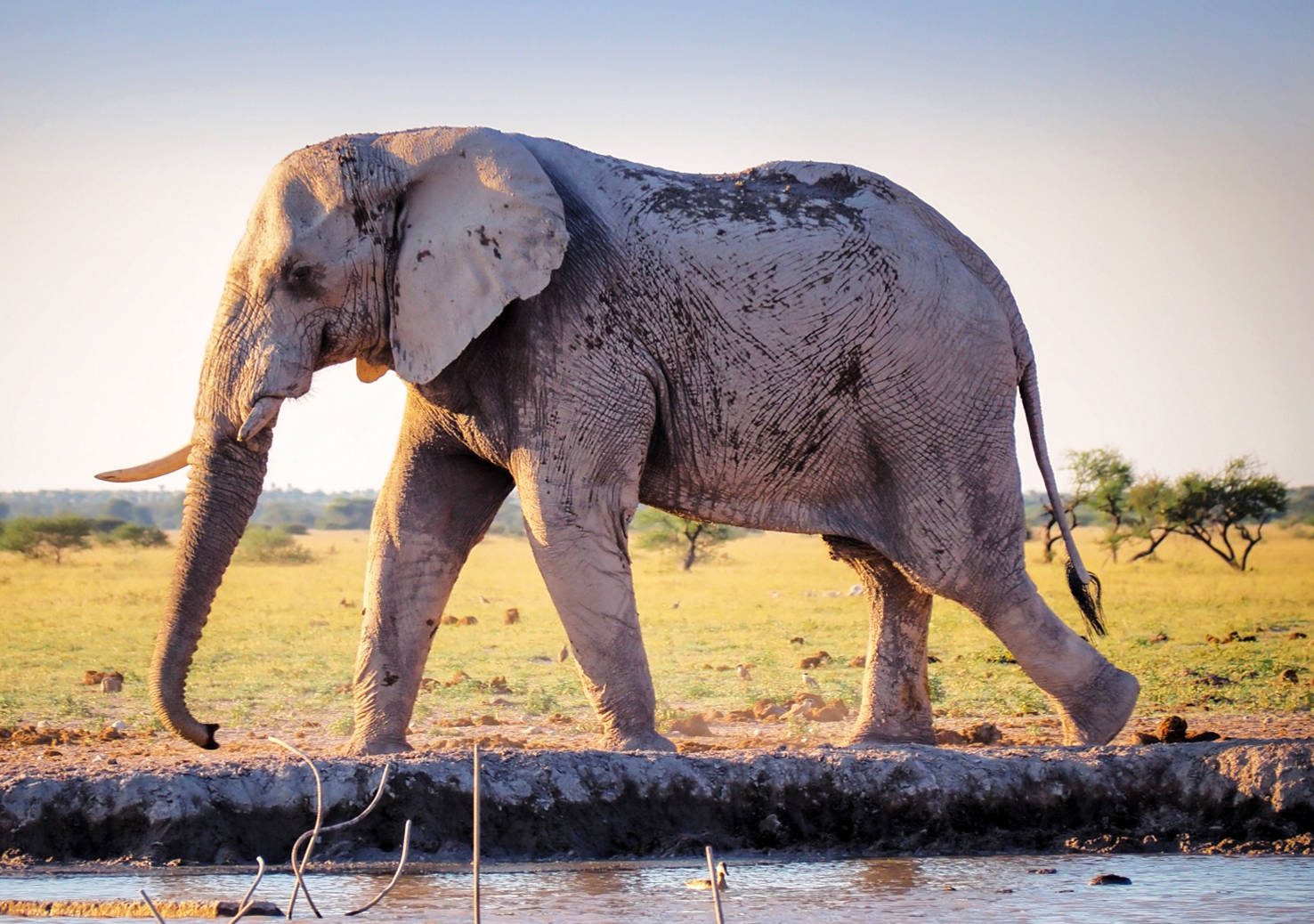 African elephant covered in grey mud