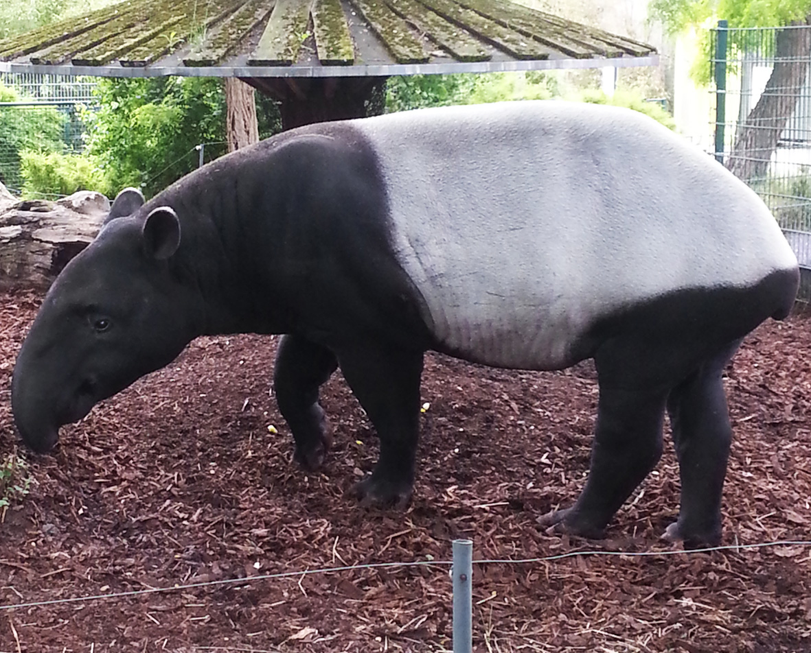 picture of young tapir