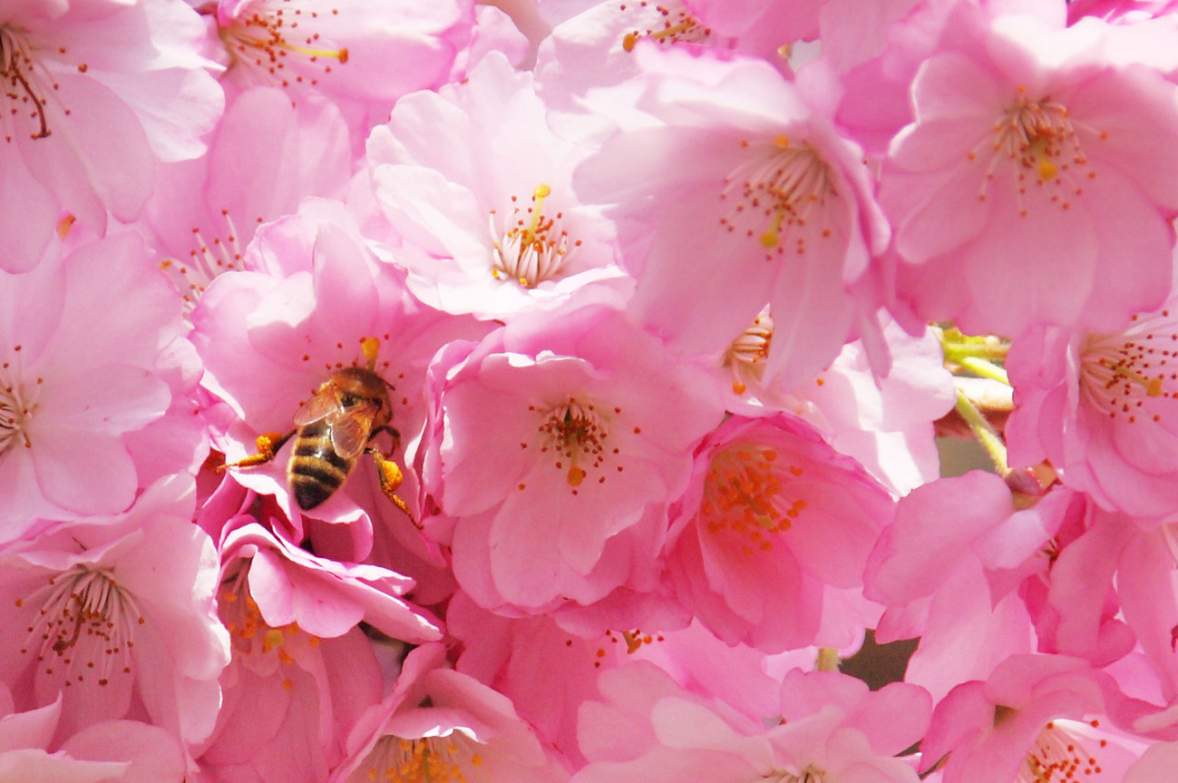 pink spring flowers and bee