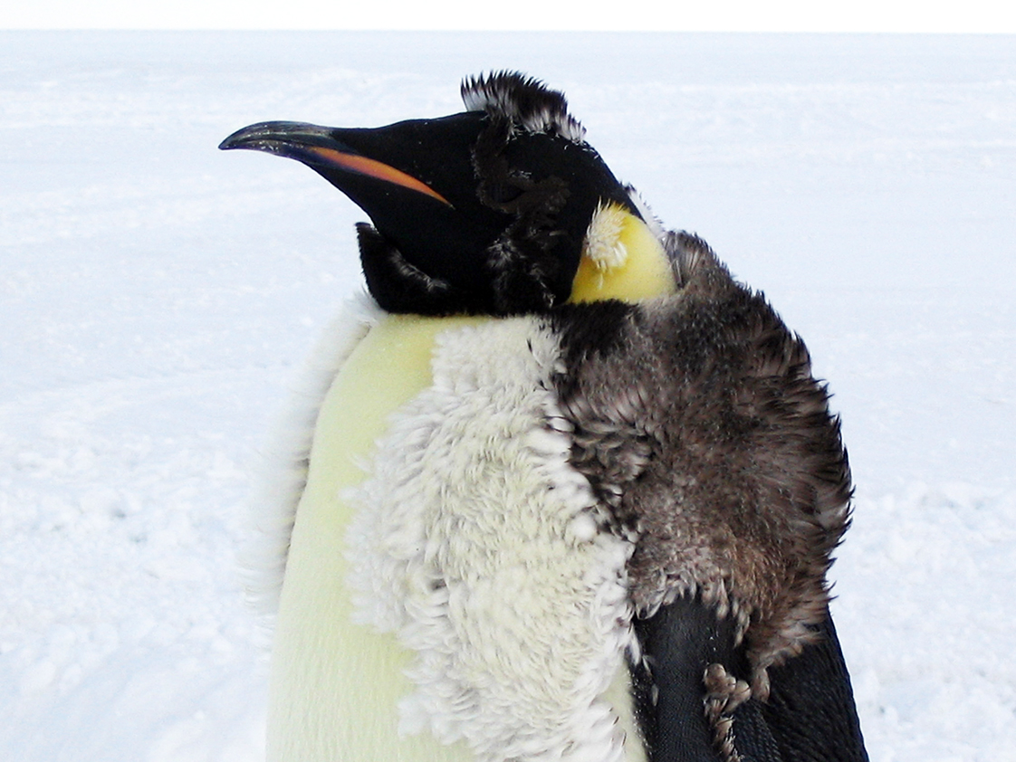 Emperor penguin chick molting