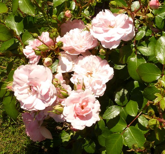 beautiful pink roses
