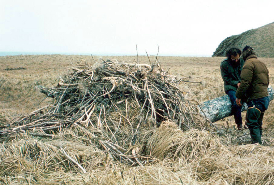 Nest of a Bald Eagle