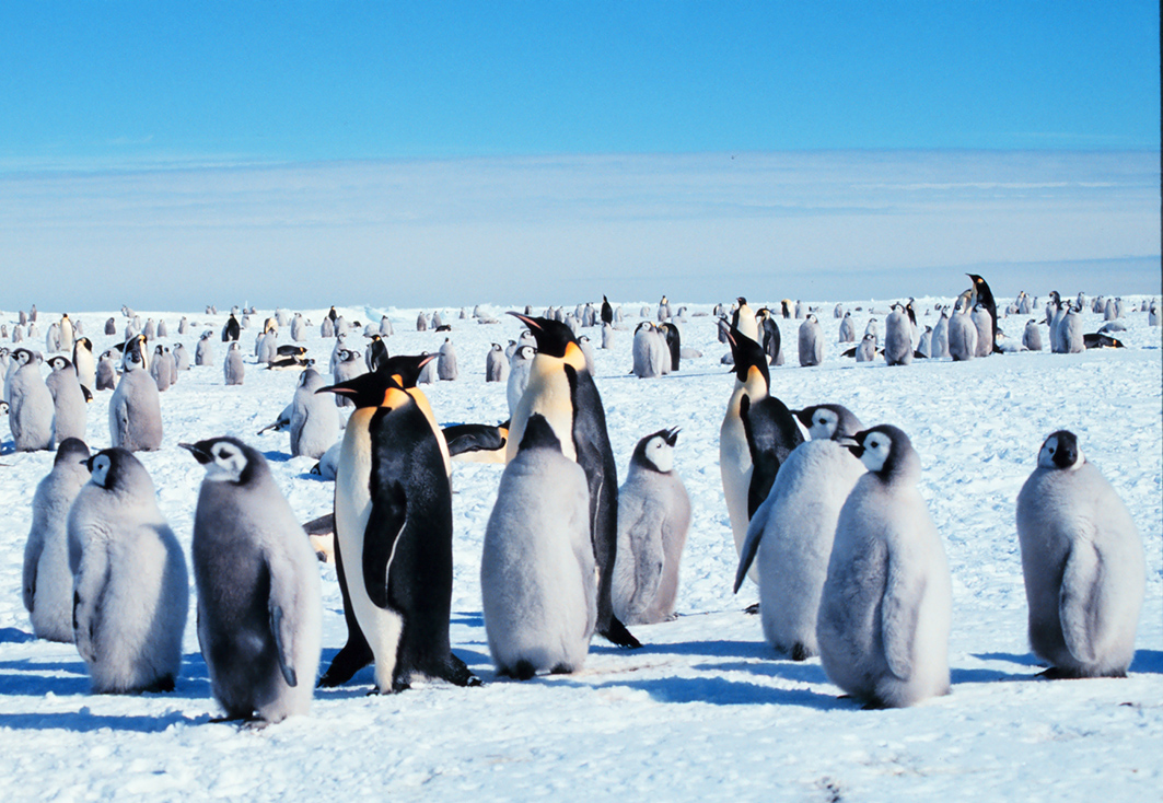 emperor penguins pictures chicks