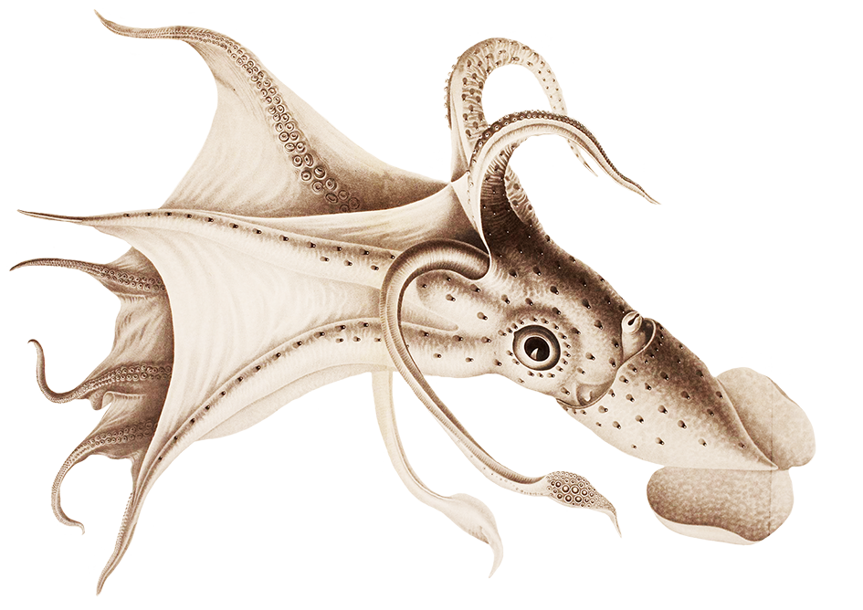 octopus drawing