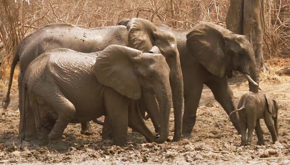 African elehphant taking a mud bath
