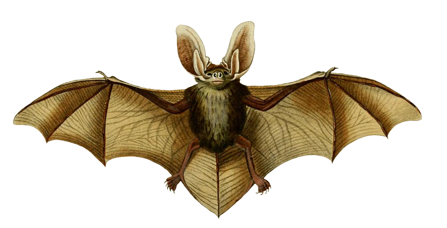 oreillard vulgare clipart