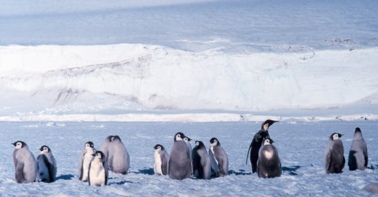 emperor penguin colony