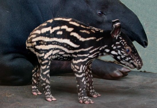 young tapir and it's mother