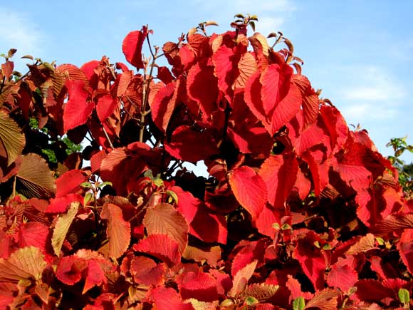 autumn clipart red red leaves