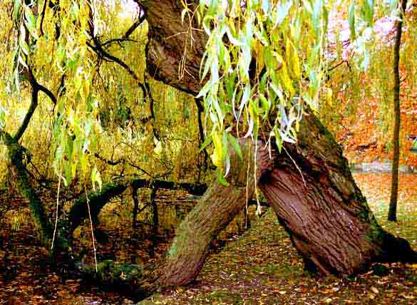 Fall landscapes willow at the water