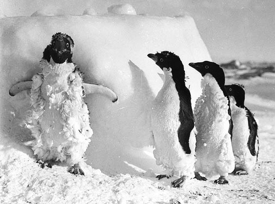 Adelie penguin chicks molting