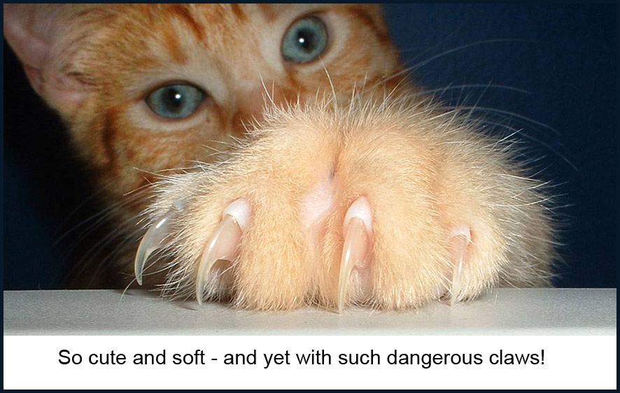 red cat with claws