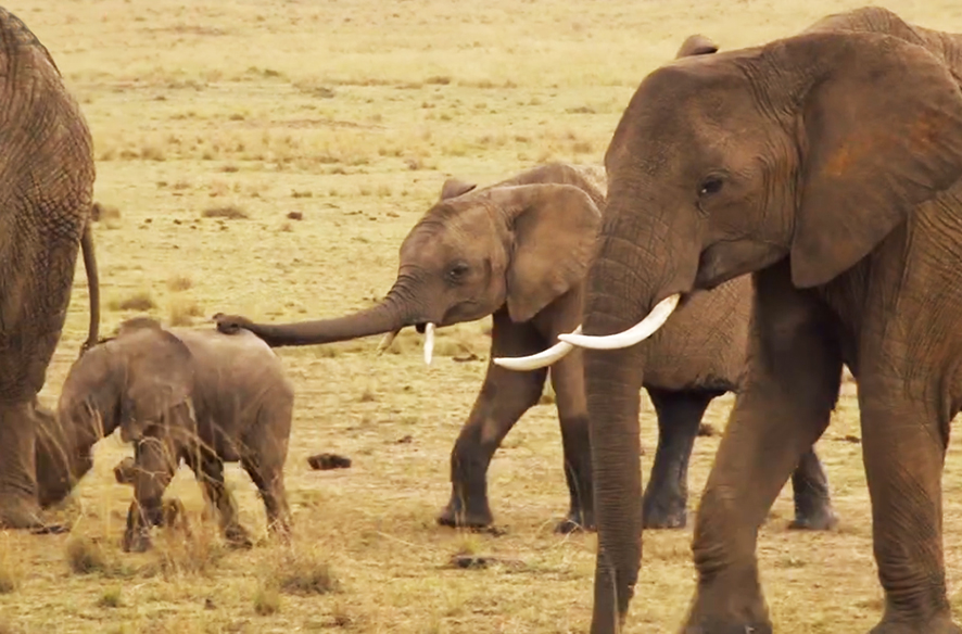 African elephant herd on Savannah