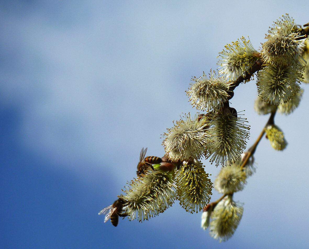 spring pictures with bees