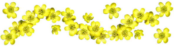 spring clipart band winter aconites