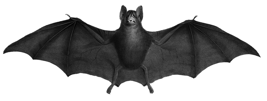 gray drawing of bat