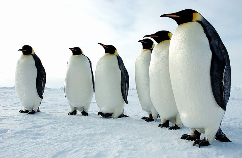 line of emperor penguins