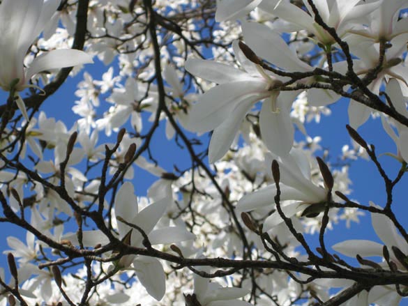 spring pictures magnolia in bloom